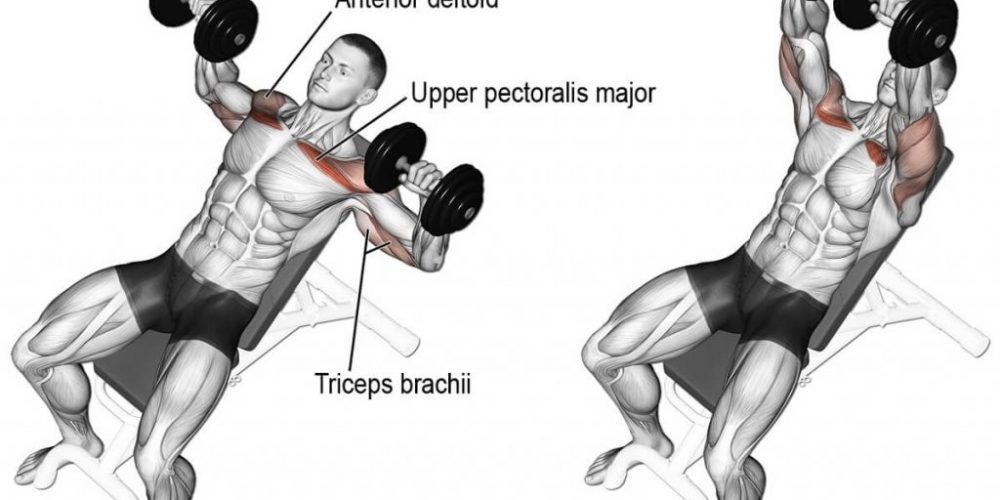 Incline Dumbell Bench Press Nedir? Nasıl Yapılır?