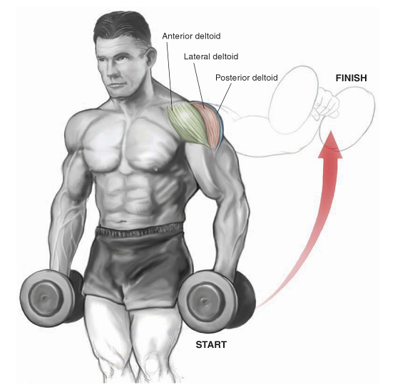 Dumbell Lateral Raise Nasıl Yapılır? | Nereyi Çalıştırır?