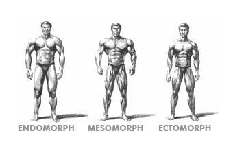 Vücut Tipleri Endomorf Mezomorf Ektomorf | İnsan Anatomisi